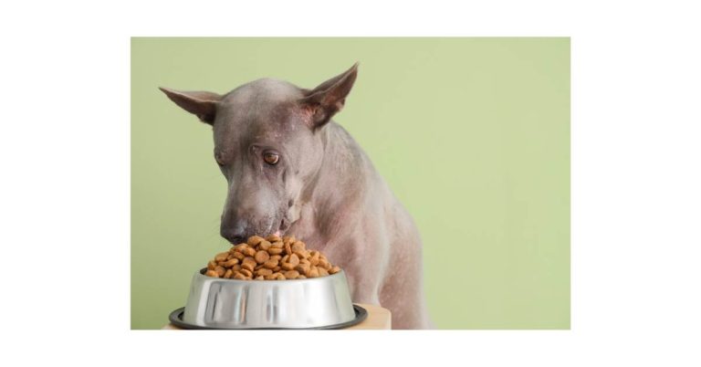 The Ultimate Guide to Wet Food for Picky Cats: Nutrition, Benefits, and Smart Feeding Strategies